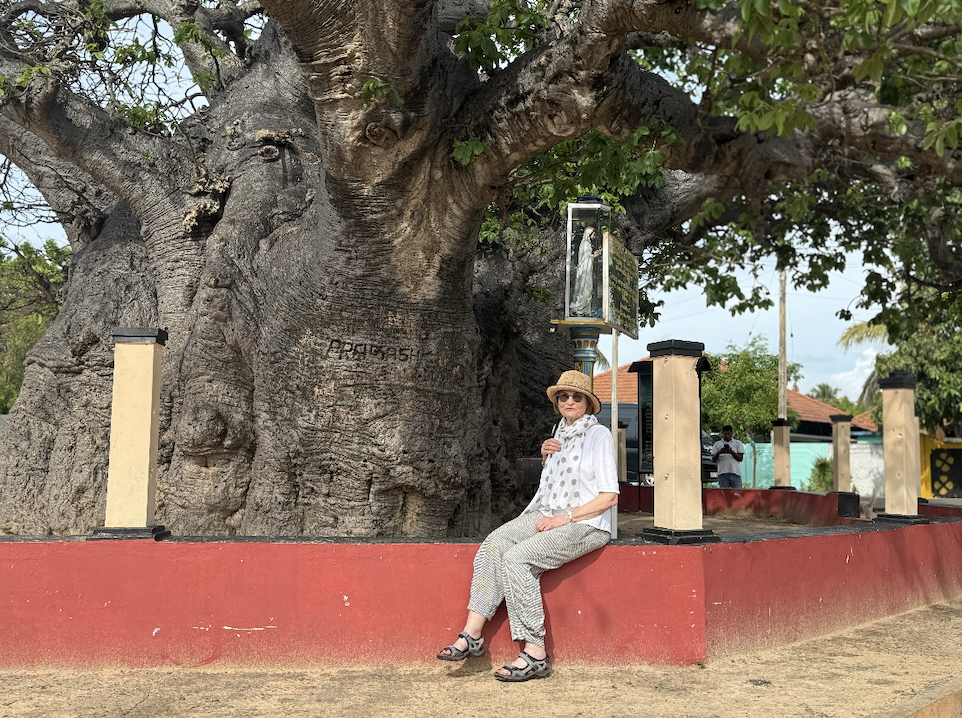 Taking a break under the biggest and oldest baobab tree in Sri Lanka, Mannar, 2025